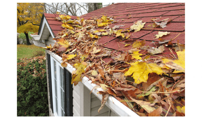 Leaves on roof